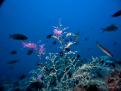 GRUPO DE NUDIBRANQUIOS ALIMENTANDOSE