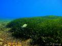 FONDO DE POSIDONIA Y ROCA