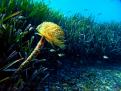 ESPIROGRAFO Y POSIDONIA