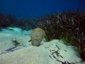 FONDO DE ARENA Y POSIDONIA CON UNA NACRA