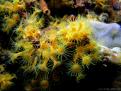 ANEMONAS AMARILLAS INCRUSTANTES