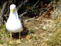 Gavina de potes grogues amb un ou de cria