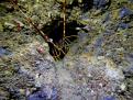 LANGOSTA EN EL INTERIOR DE UNA CUEVA