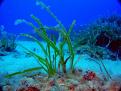 HOJAS DE POSIDONIA