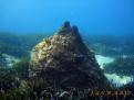 FONDO DE POSIDONIA Y ARENA