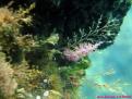 Nudibranquio Flabellina affinis.