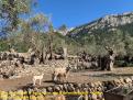 Dia tranquil a la Serra de Tramuntana