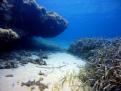 FONDO DE ARENA Y POSIDONIA