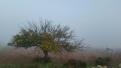 Mañana con niebla desde Vilafranca