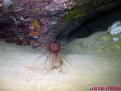 CERIANTO EN UNA CUEVA