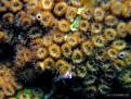 ACROPORA MEDITERRANEA